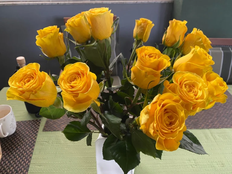 Gelbe Rosen, die Scott J. bestellt hat